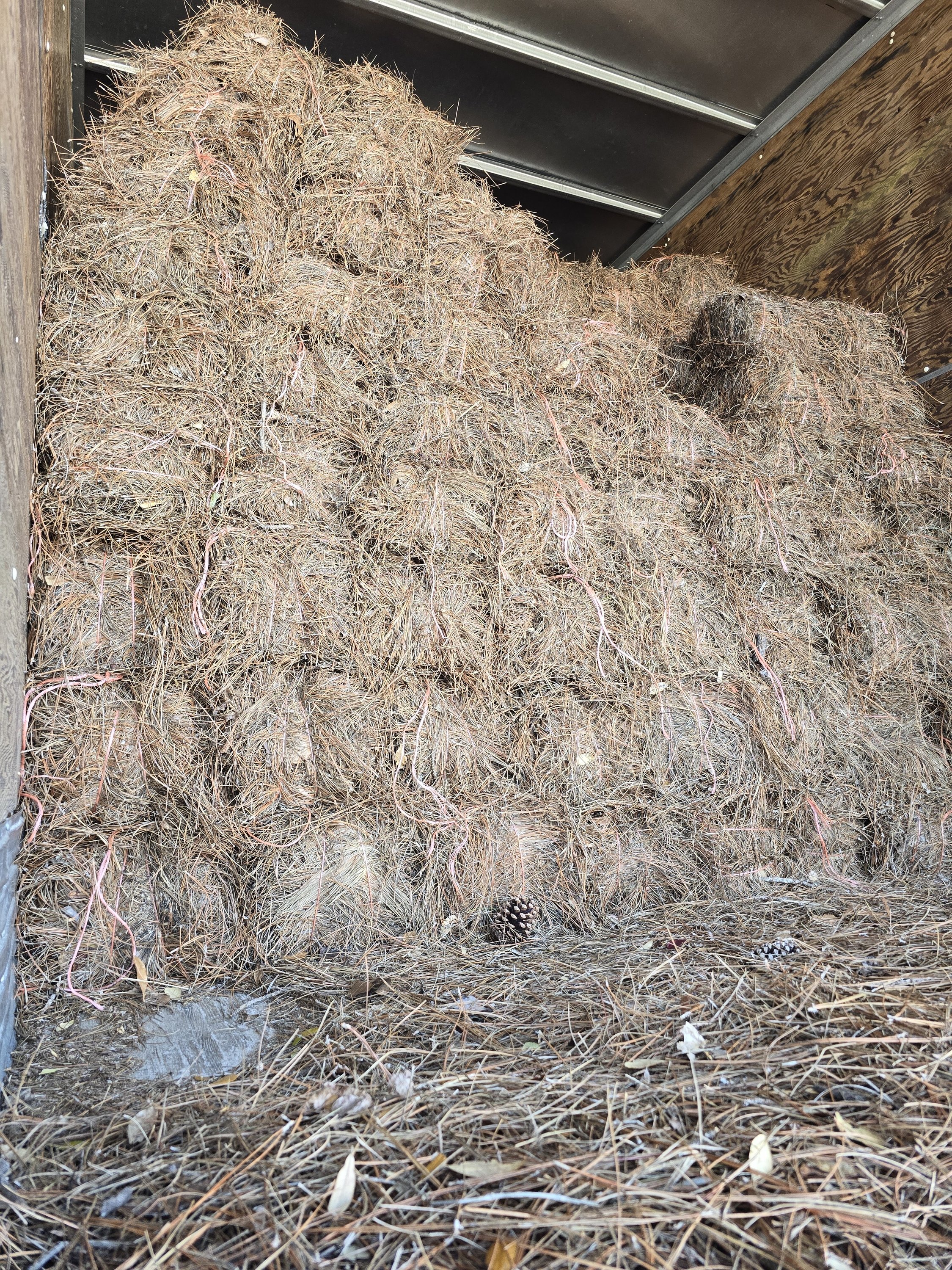 Trailer baked slash pine straw