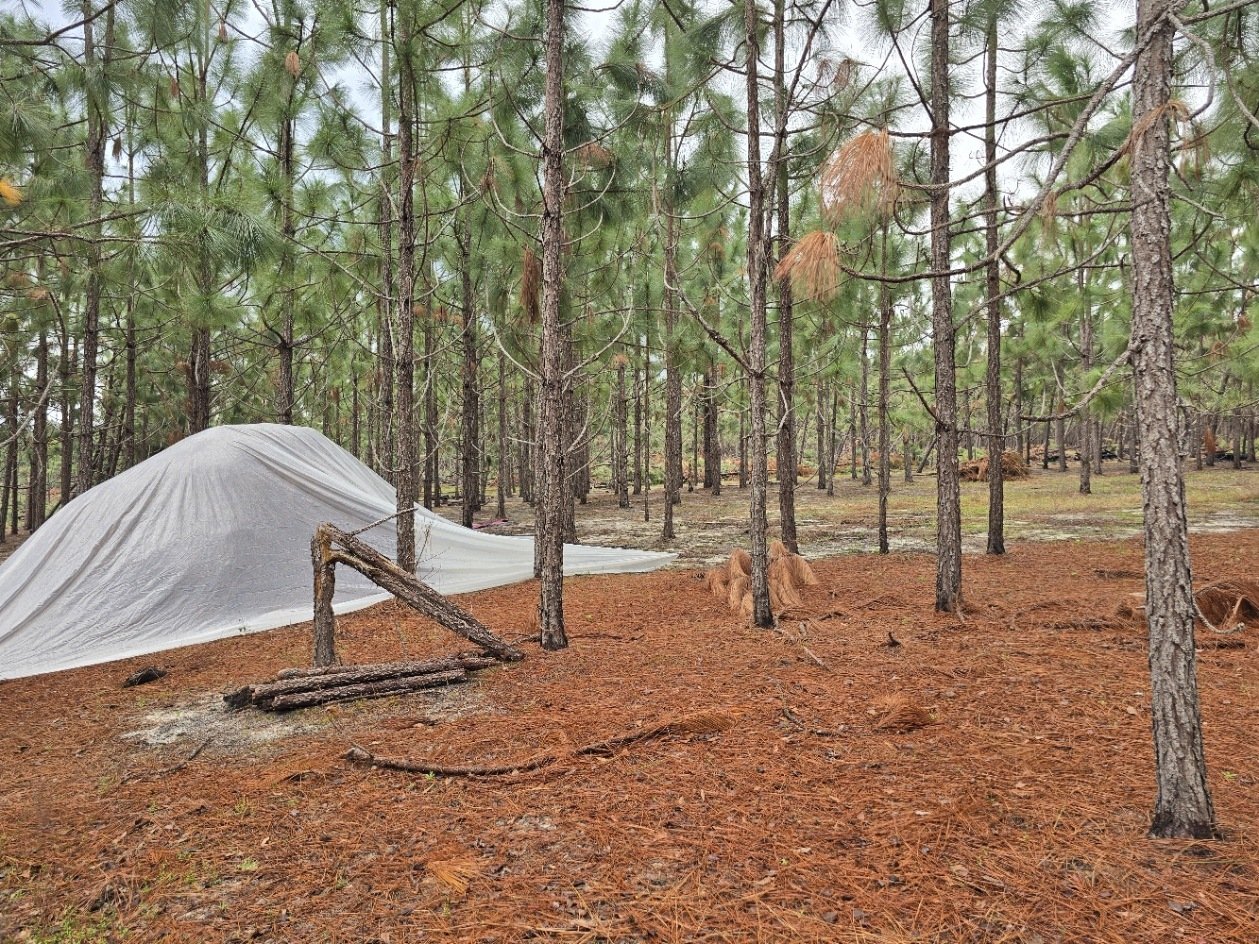 Large pile of fresh pine straw collected for baling under a white tarp.