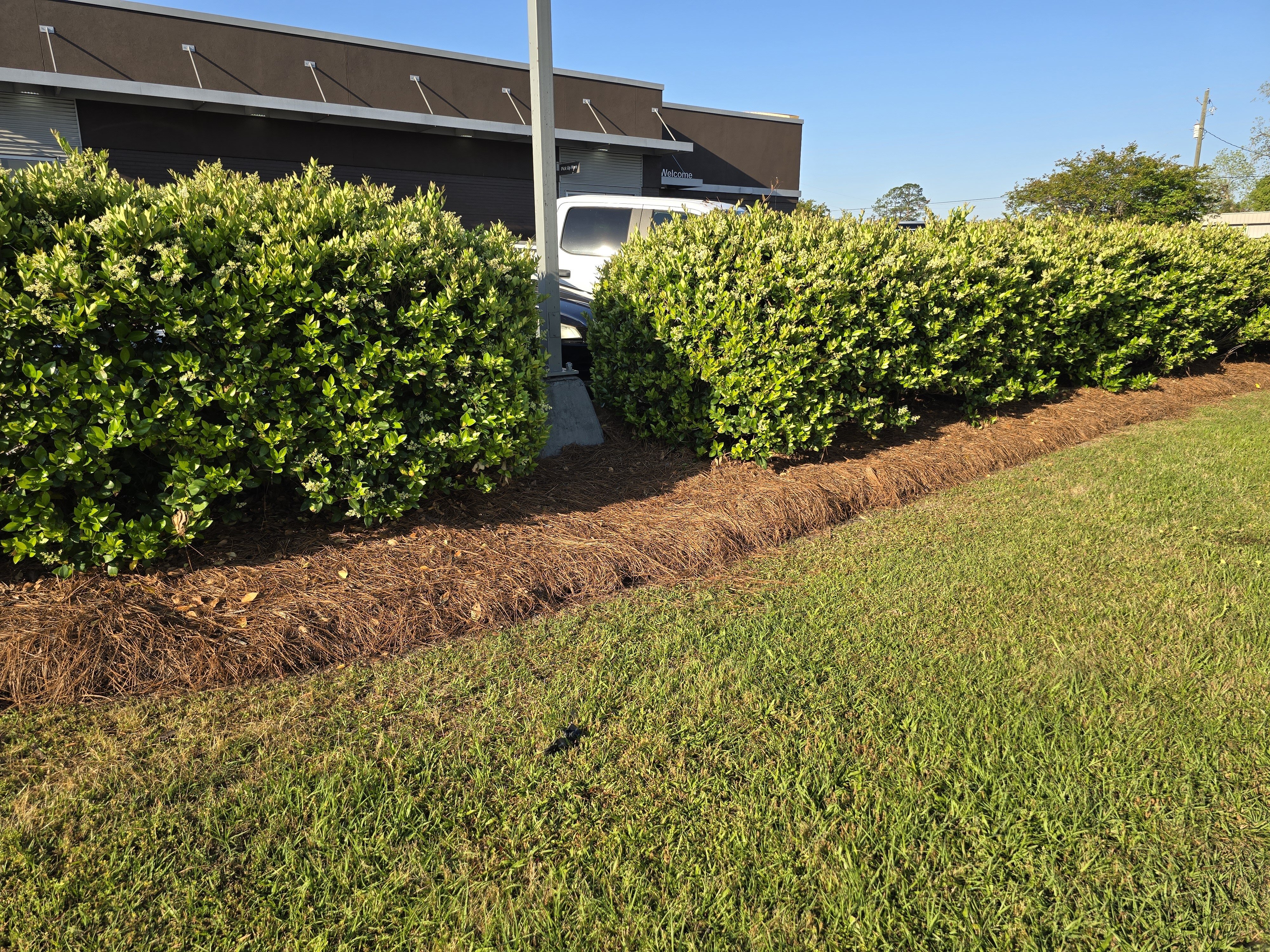 Shrubs lined with longleaf pine straw at a resturan