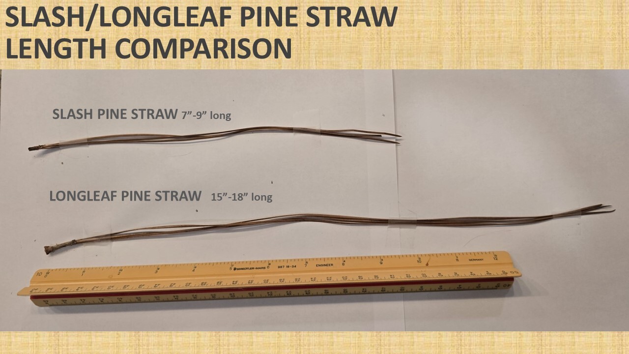 Slash-Longleaf Length Comparison
