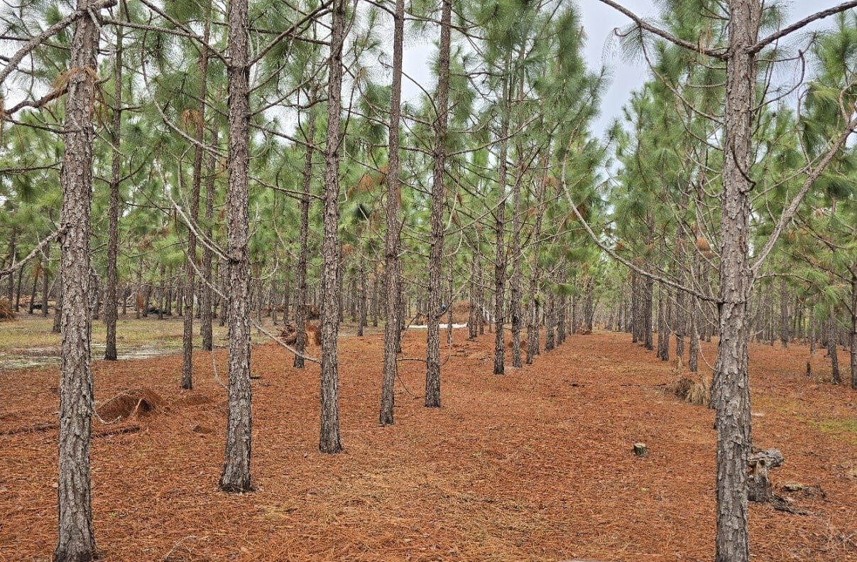 Pine Straw Field for Raking